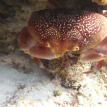 Crab