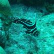 Spotted Drum