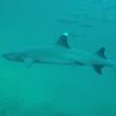 White Tip Shark