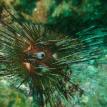 Urchin