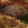 Spotted eel