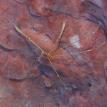 Arrow Crab