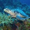 Hawk Bill Sea Turtle