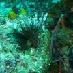 Lion Fish