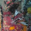 Lion Fish in Belize