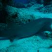 Nurse Shark in Cozumel