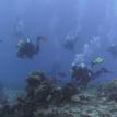 Dive Group in Cozumel