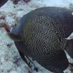 Angel Fish Cozumel