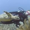 Sea Turtle