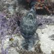 Grouper in Cozumel