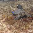 Turtle and Angel Fish